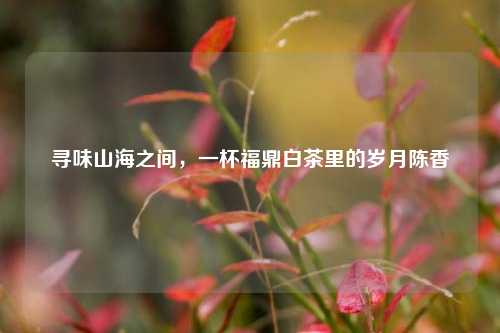 寻味山海之间，一杯福鼎白茶里的岁月陈香