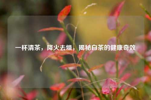 一杯清茶，降火去燥，揭秘白茶的健康奇效