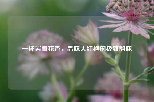 一杯岩骨花香，品味大红袍的极致韵味