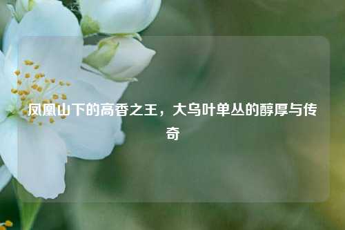凤凰山下的高香之王，大乌叶单丛的醇厚与传奇
