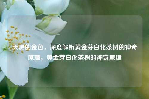 天赐的金色，深度解析黄金芽白化茶树的神奇原理，黄金芽白化茶树的神奇原理