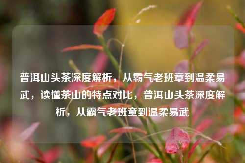 普洱山头茶深度解析，从霸气老班章到温柔易武，读懂茶山的特点对比，普洱山头茶深度解析，从霸气老班章到温柔易武