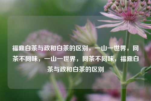 福鼎白茶与政和白茶的区别，一山一世界，同茶不同味，一山一世界，同茶不同味，福鼎白茶与政和白茶的区别