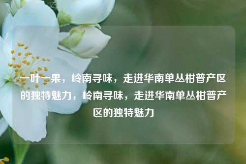 一叶一果，岭南寻味，走进华南单丛柑普产区的独特魅力，岭南寻味，走进华南单丛柑普产区的独特魅力