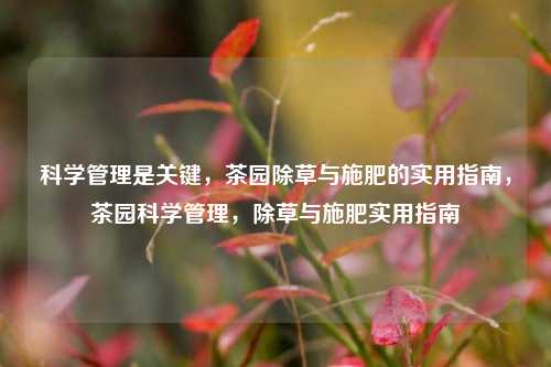 科学管理是关键，茶园除草与施肥的实用指南，茶园科学管理，除草与施肥实用指南