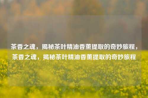 茶香之魂，揭秘茶叶精油香薰提取的奇妙旅程，茶香之魂，揭秘茶叶精油香薰提取的奇妙旅程