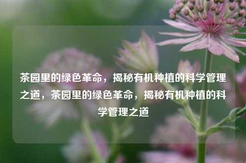 茶园里的绿色革命，揭秘有机种植的科学管理之道，茶园里的绿色革命，揭秘有机种植的科学管理之道