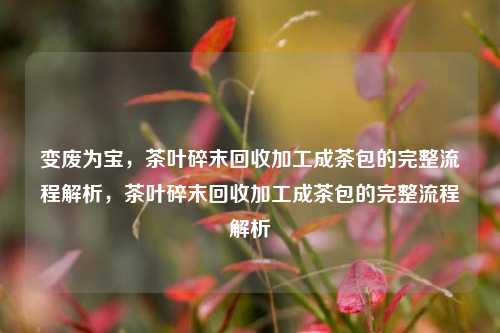 变废为宝，茶叶碎末回收加工成茶包的完整流程解析，茶叶碎末回收加工成茶包的完整流程解析