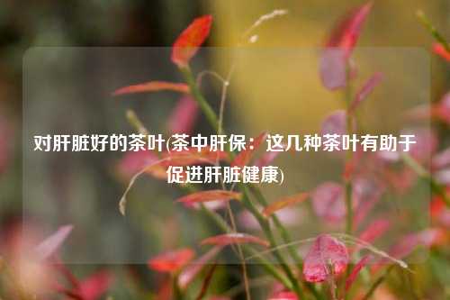 对肝脏好的茶叶(茶中肝保：这几种茶叶有助于促进肝脏健康)