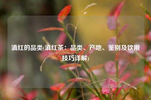 滇红的品类(滇红茶：品类、产地、鉴别及饮用技巧详解)