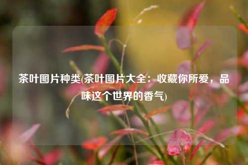 茶叶图片种类(茶叶图片大全：收藏你所爱，品味这个世界的香气)