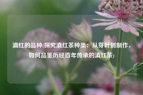 滇红的品种(探究滇红茶种类：从芽叶到制作，如何品鉴历经百年传承的滇红茶)