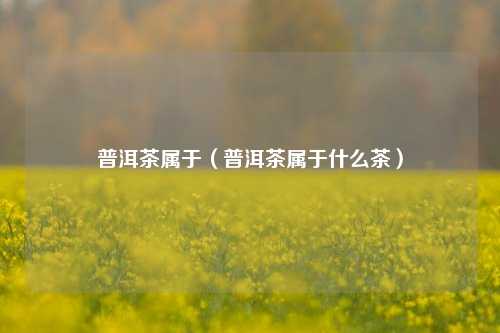 普洱茶属于（普洱茶属于什么茶）