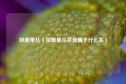 凤凰单丛（凤凰单丛茶是属于什么茶）