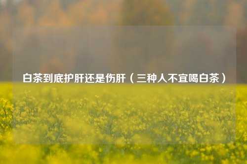 白茶到底护肝还是伤肝（三种人不宜喝白茶）