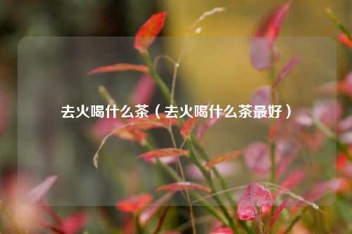 去火喝什么茶（去火喝什么茶最好）