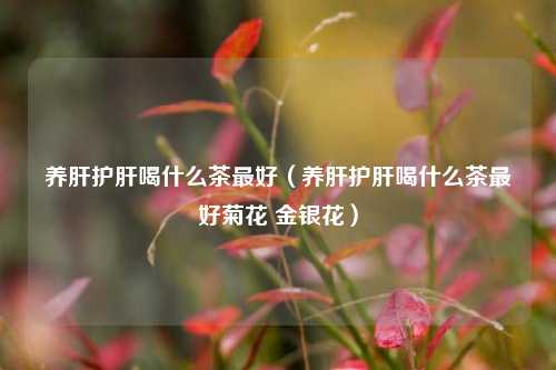 养肝护肝喝什么茶最好（养肝护肝喝什么茶最好菊花 金银花）